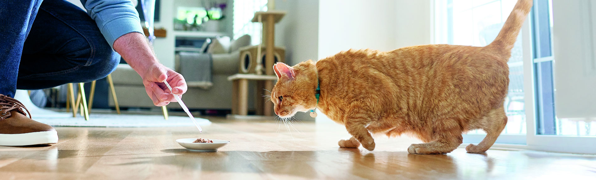 Cat eating from a bowl, with a human using a syringe to administer senvelgo