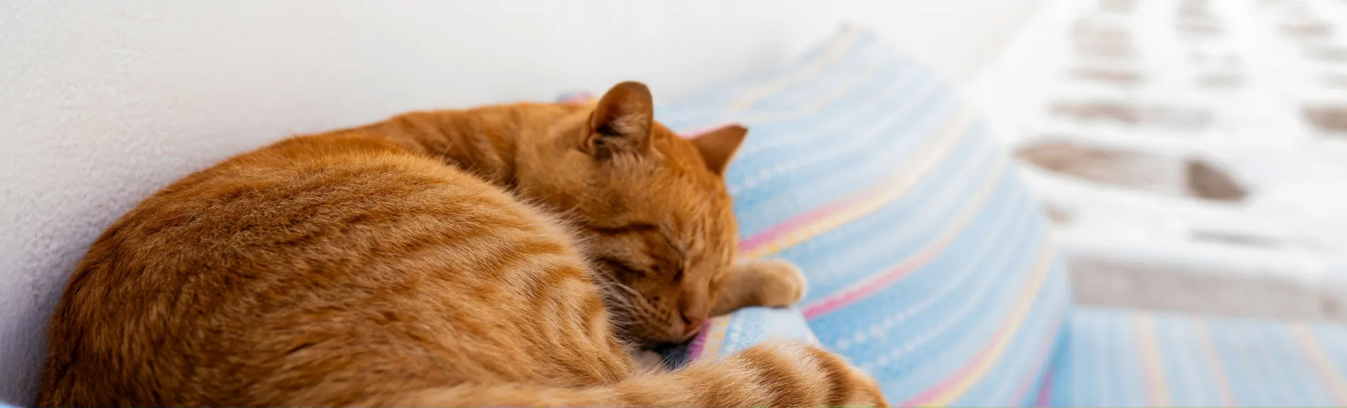 Orange cat lying comfortably on a sofa