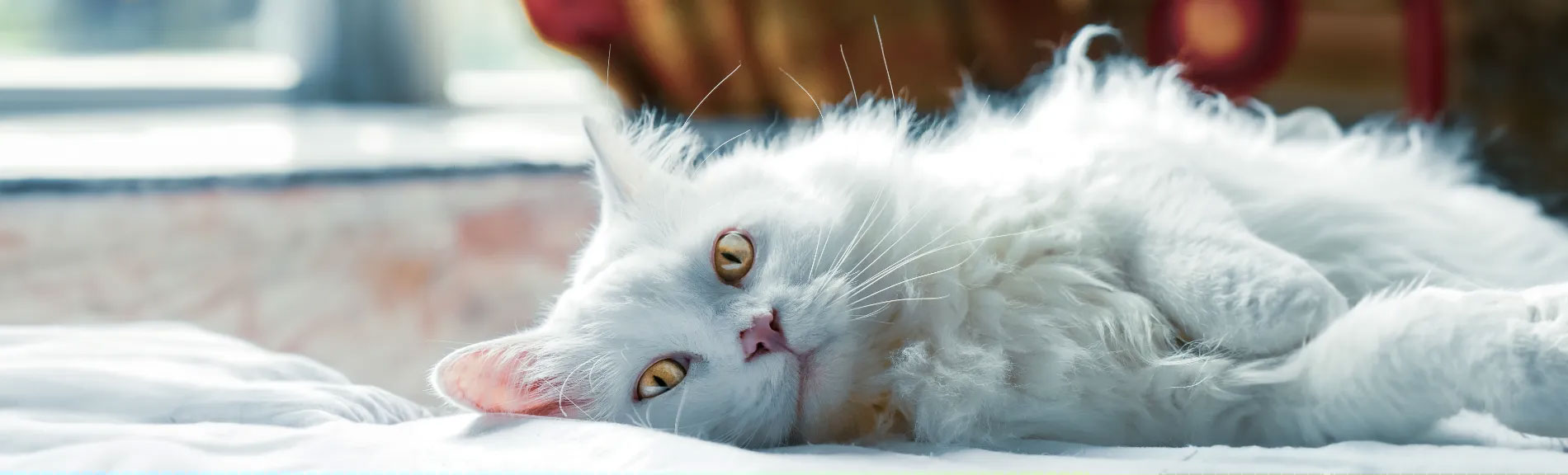 White cat lying in front of a window