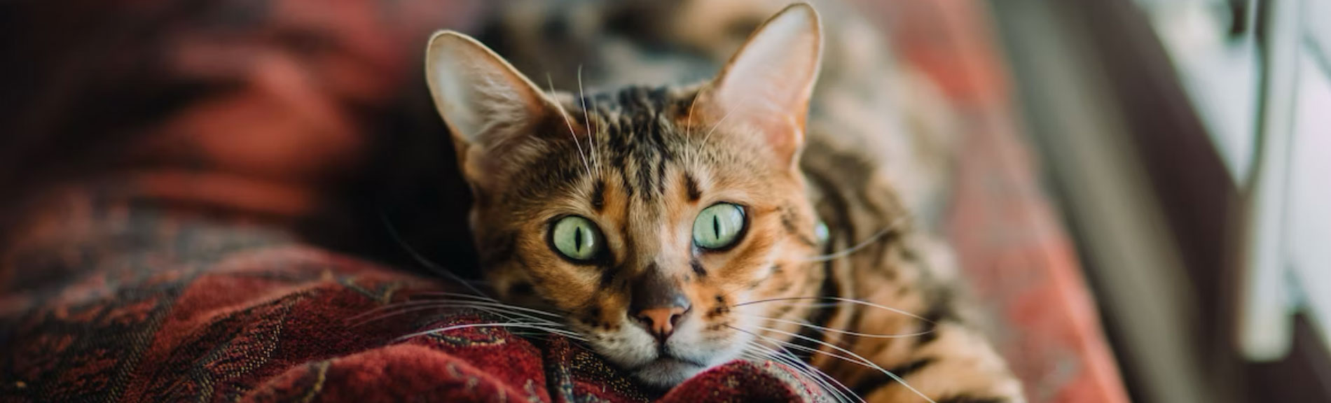 Cat lying on a blanket