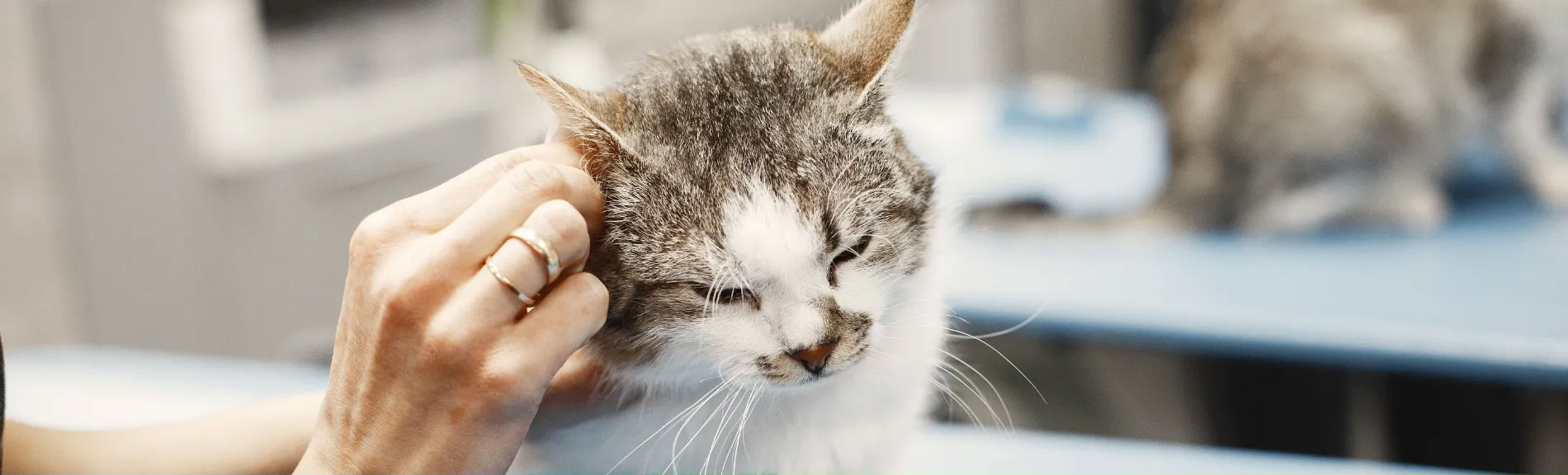 Picture of a cat on a veterinary table