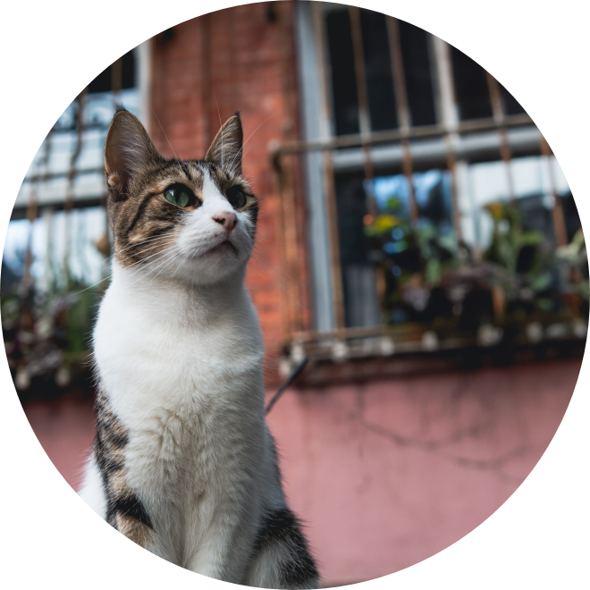 Cat sitting outside his home