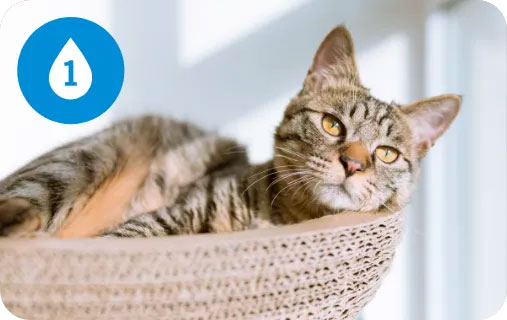 Cat lying in a cat bed, with a droplet icon including a number one, in the top left