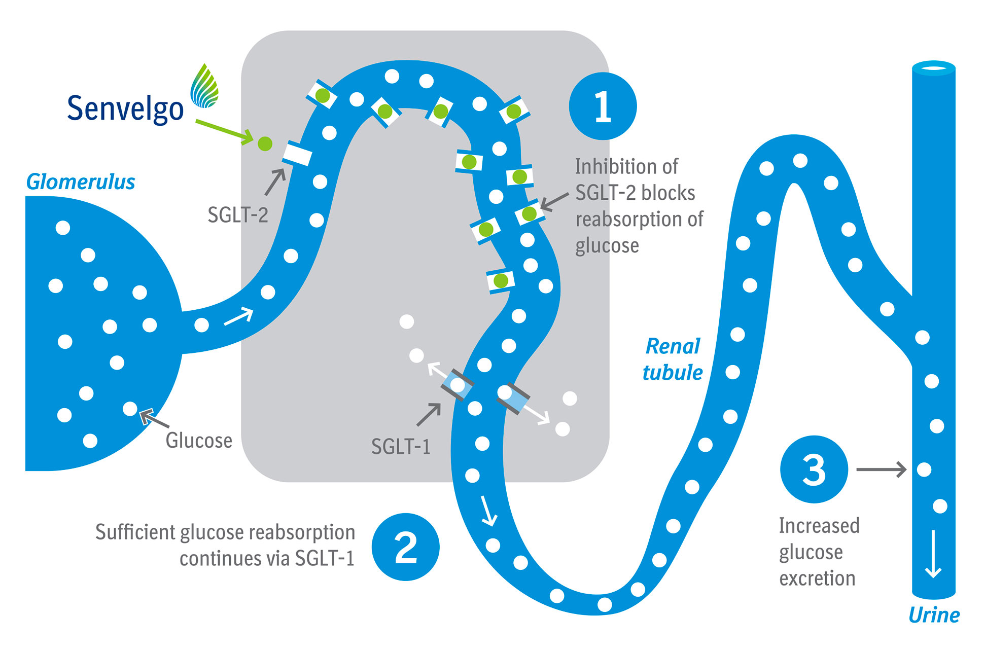 SGLT-2 inhibitionsdiagram