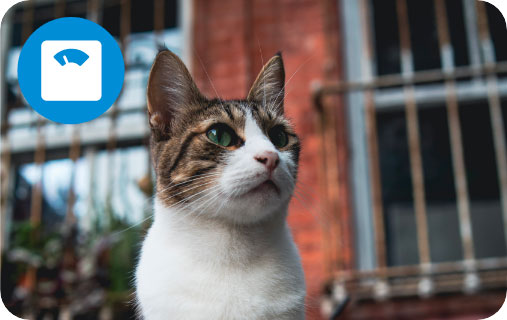 Cat outside, with a weighing scale icon in the top left